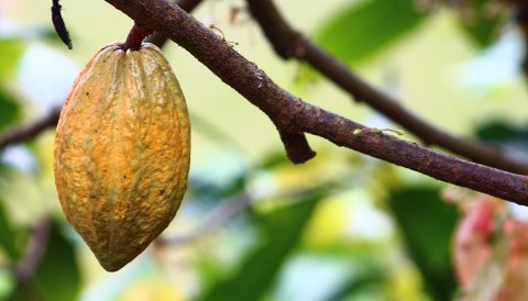 Establishment of a Market Intelligence System for the Cocoa Sector 