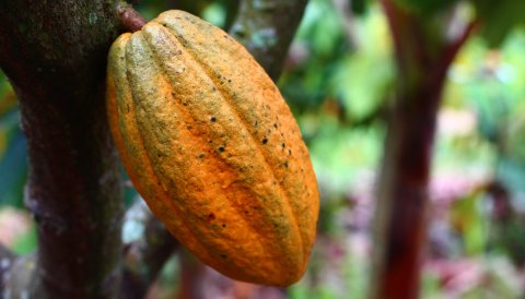 Trinitario Cocoa Webinar Series 2022