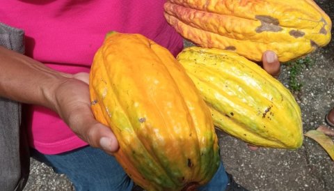 InvesTT Team Tastes World's Highest Grade of Cocoa Beans